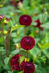 dahlia flowers in the garden