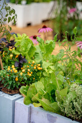 urban garden with different plants