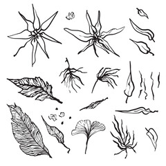 A set of leaves. Vector illustration highlighted on a white background. For nature, eco and design. Hand-drawn plants, a frame for a postcard.