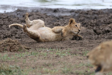 lion cub rolling around 