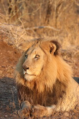 portrait of a lion