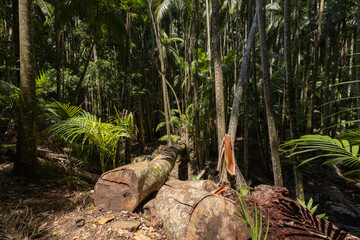 Views of the rainforest canopy along the Knoll walking track within Tamborine National Park, Queensland, Australia