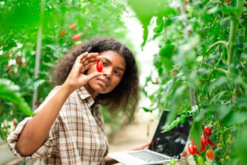 Agriculture student Learn about tomato farming