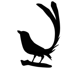 Murai Batu Bird Silhouette 