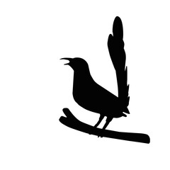 Murai Batu Bird Silhouette 