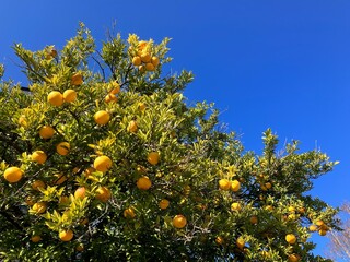 Fototapeta na wymiar 青空に映える、柑橘系の実