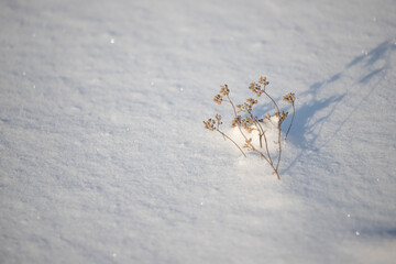 Branches from under the snow, dry grass covered with white snow, winter landscape. Frosty sunny day in winter.