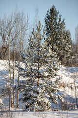 Spruce and pine trees covered with white snow, winter landscape. Frosty sunny day in winter.