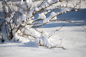 Branches from under the snow, dry grass covered with white snow, winter landscape. Frosty sunny day in winter.