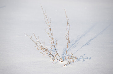 Fototapeta na wymiar Branches from under the snow, dry grass covered with white snow, winter landscape. Frosty sunny day in winter.