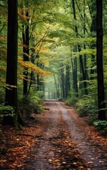 Tranquil Night on a Forest Path