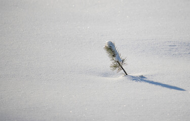 Branches from under the snow, dry grass covered with white snow, winter landscape. Frosty sunny day in winter.