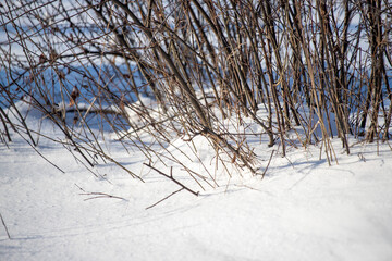 Branches from under the snow, dry grass covered with white snow, winter landscape. Frosty sunny day in winter.