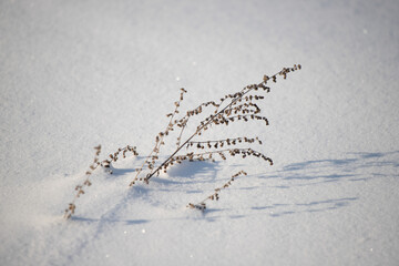 Branches from under the snow, dry grass covered with white snow, winter landscape. Frosty sunny day...
