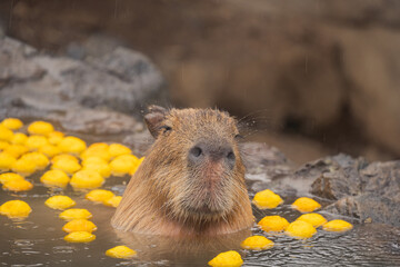 カピバラ - 入浴中