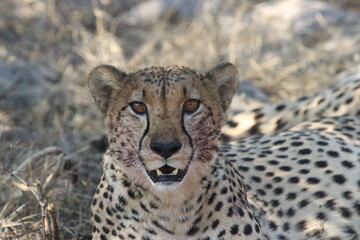 cheetah on the ground