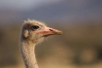 ostrich head close up