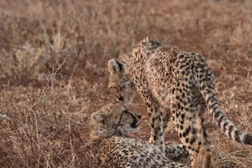 cheetah on the ground