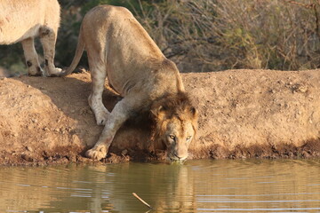 young male lion drinking