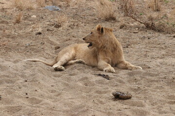 young lion laying down