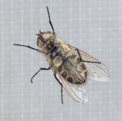 Close-up of a fly on the glass. Macro
