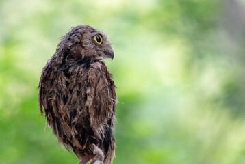 Portrait of a falcon in the zoo