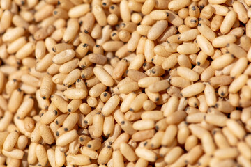 Close up of red ant eggs. Macro