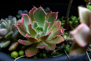 Close up of succulent one a dark background