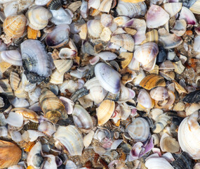 Seashells in the sand on the seashore as an abstract background. Texture