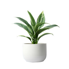 plant in a pot, home and office decoration on transparent background, clipping path,png, 