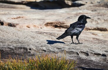 Black Crow, walking along a clifftop