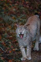 Lince Pirineos