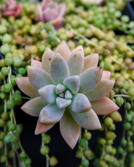 Close up of succulent one a dark background