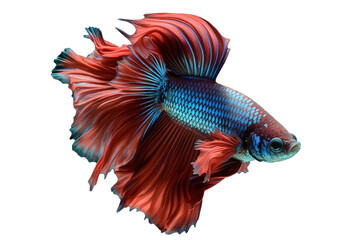 Fototapeta premium siamese fighting fish isolated generative ai