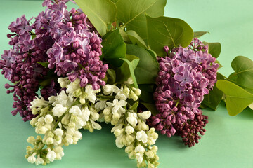Bouquet of lilacs with white and lilac flowers, spring holiday.