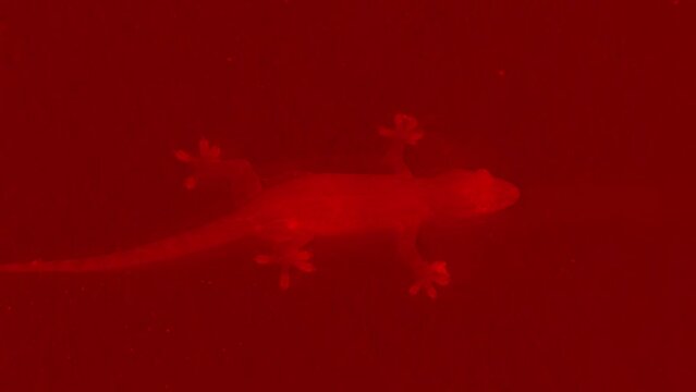 still shot of a Silhouette of a gecko on a red background.