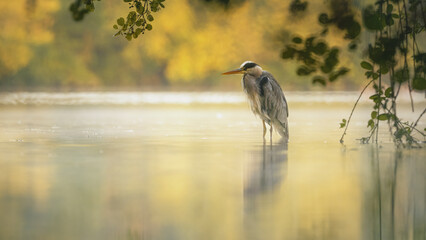 Graureiher (Ardea cinerea) im Herbst