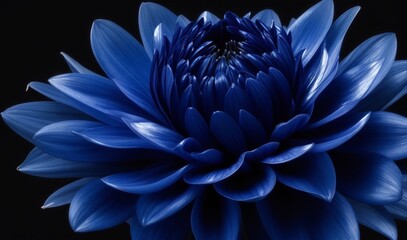 Obraz premium Surreal dark chrome blue flower dahlia macro isolated on black from AI Generative