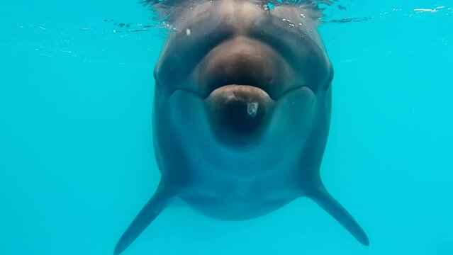 Close up - young Bottlenose Dolphin curiously approaching the camera and looking into lens, Slow motion