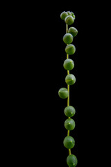 Single strand of String of pearls, succulent plant