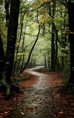 Fototapeta premium Tranquil Night on a Forest Path