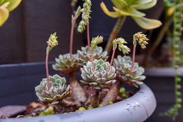 Close up of succulent one a dark background