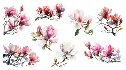 A collection of watercolor painted magnolia branches in various blooming stages, suitable for spring-themed designs and decorations