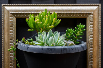 Close up of succulent one a dark background