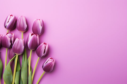 Purple tulip spring flowers on pink background with copy space