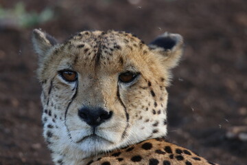 cheetah portrait