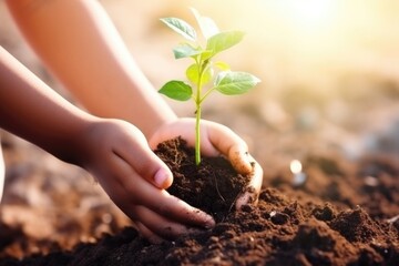 Man hands planting a sapling