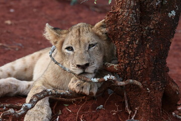 lion cub