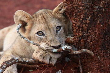 lion cub portrait