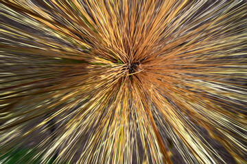looking down on center of bronze grass